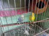 Budgies ( running pair)